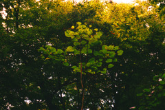 後頭部など (14)