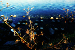 スナッピンフィールド (11)