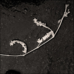 Objects Portrait (19)