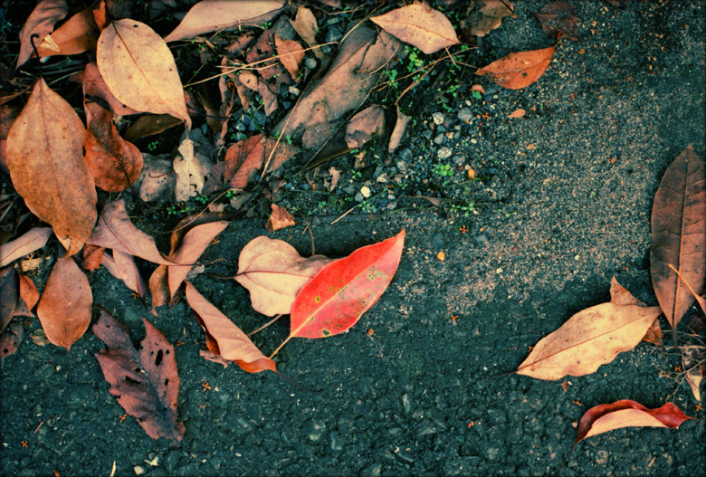 『 leaf 』(19)
