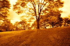 GARDEN INFRARED (18)