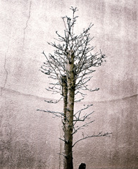 写シンの由来 (06)