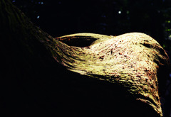 後頭部など (10)