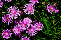 プール通学路 (08)