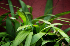 green backyard