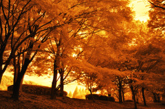 GARDEN INFRARED (07)