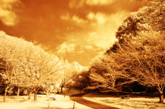 GARDEN INFRARED (06)