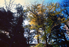 スナッピンフィールド (09)