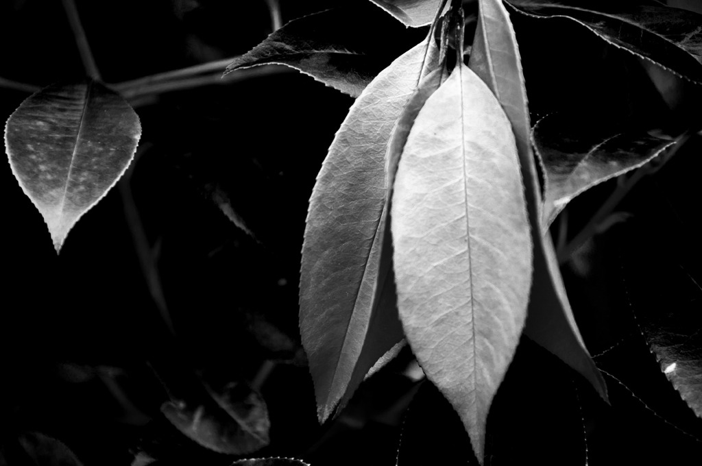 brown leaf