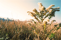 スナッピンフィールド (02)