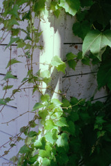 体温プラス10度C (10)