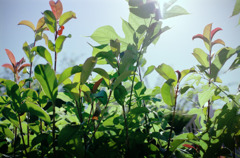 体温プラス10度C (19)