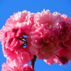 八重桜のブーケ