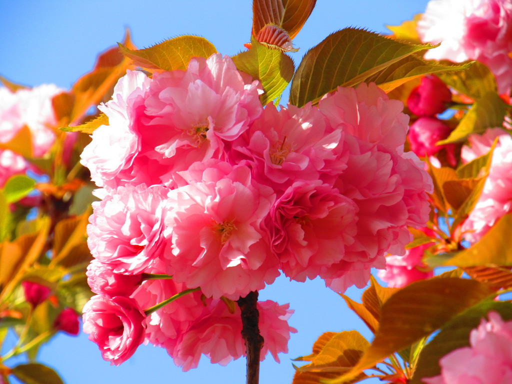 まるでお花紙②