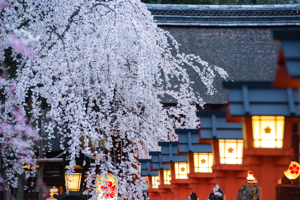 魁桜