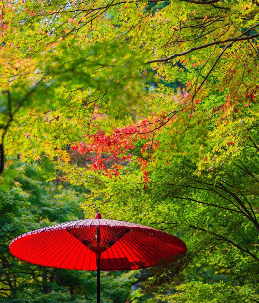 紅い雨