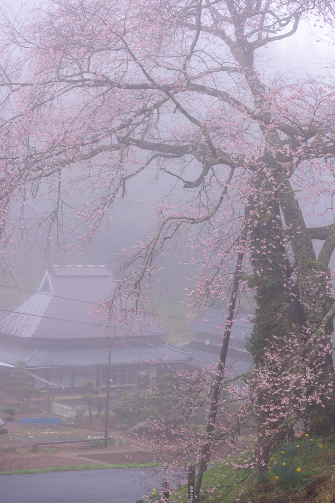 春雨