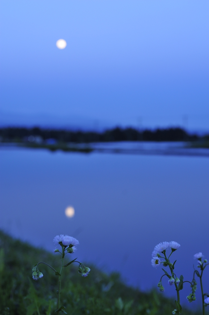 月と花