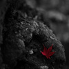 ユリカゴ