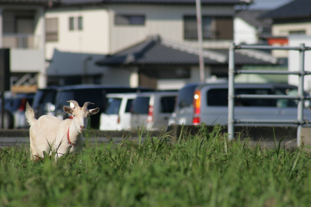 街中にヤギ