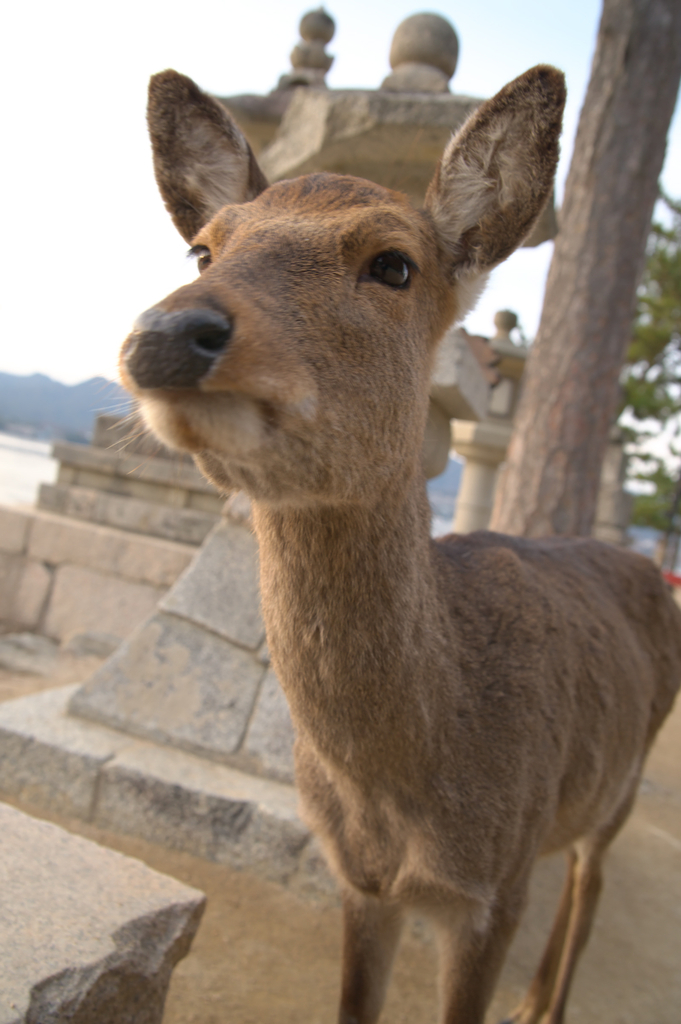 宮島ー２１