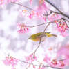 メジロと桜