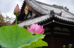 本堂の夏