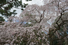 枝垂れ桜 ２