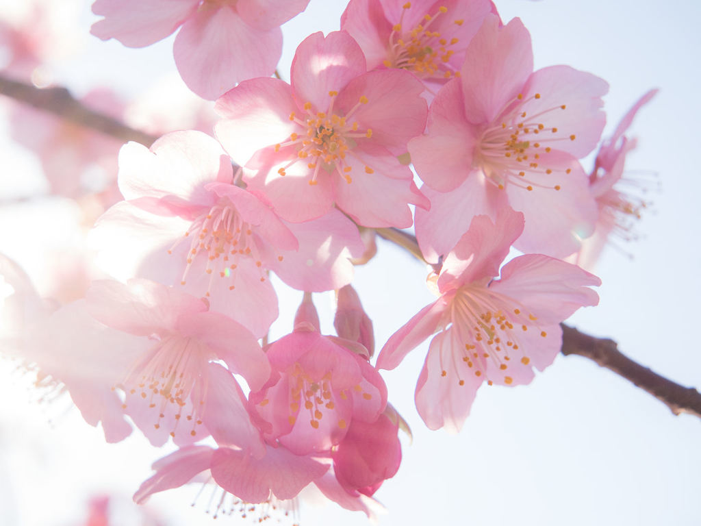 河津桜 ２