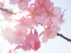 河津桜 ２