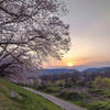 夕暮れの桜並木＃２