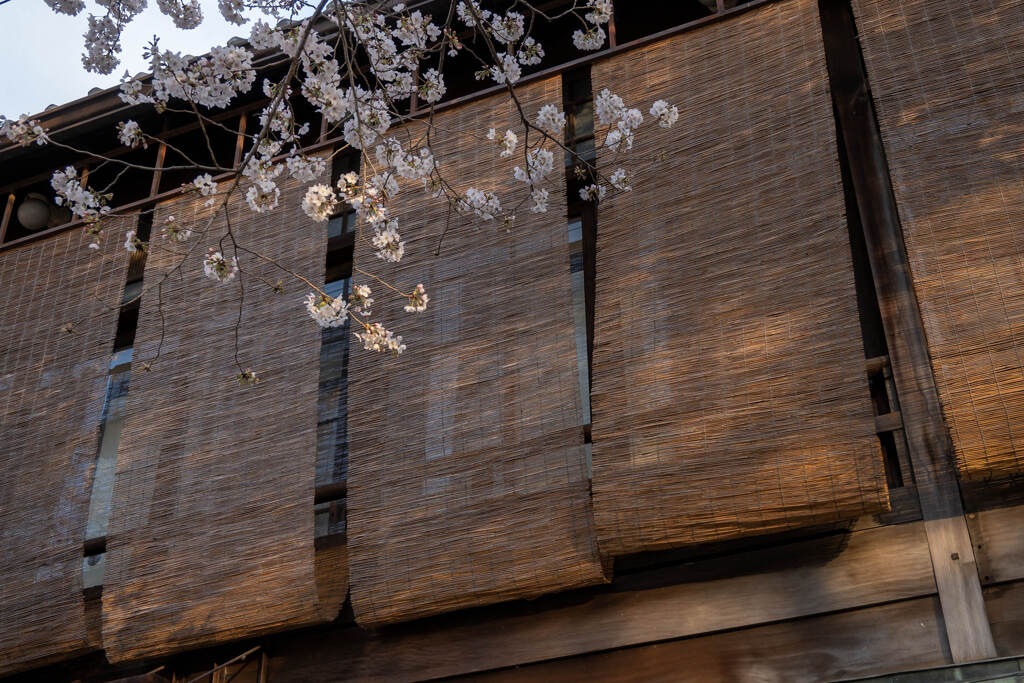 簾と桜