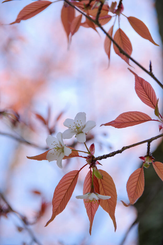 山桜