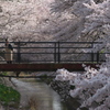 我が街の桜道