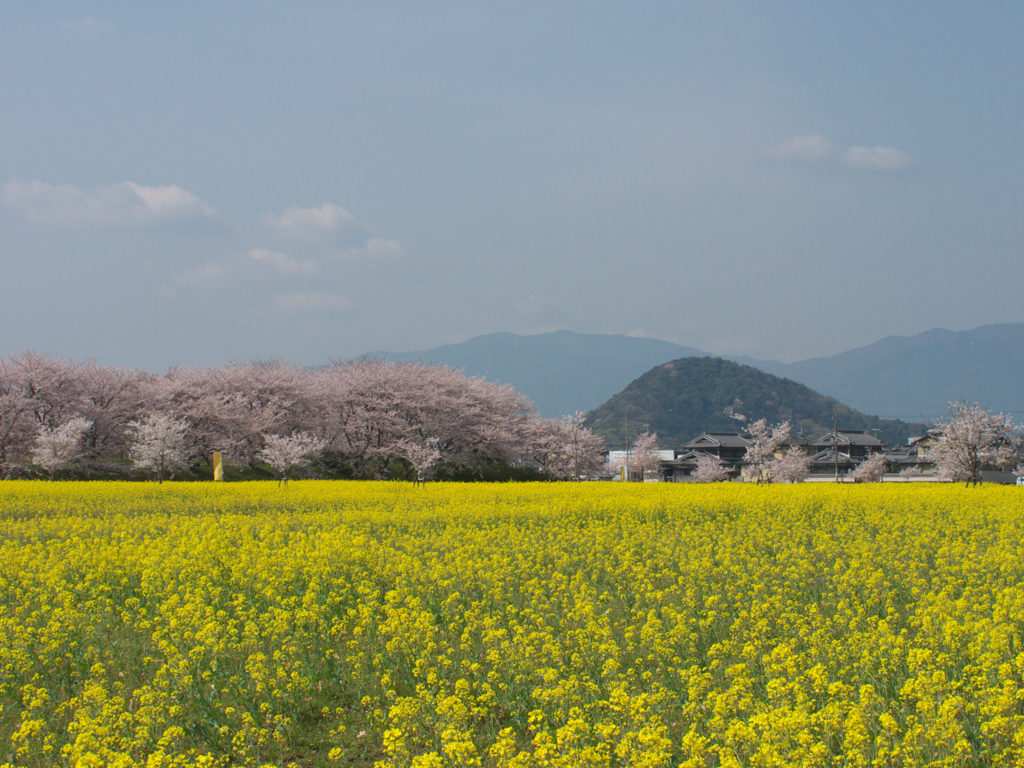 藤原京跡の桜と菜の花