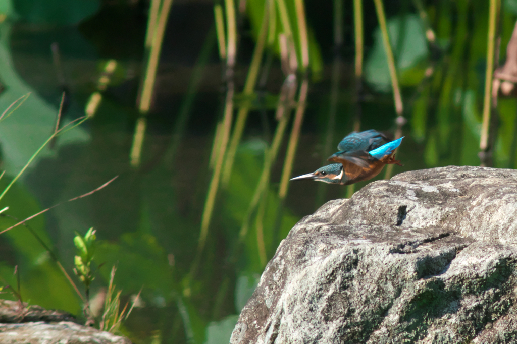 蓮池のカワセミ