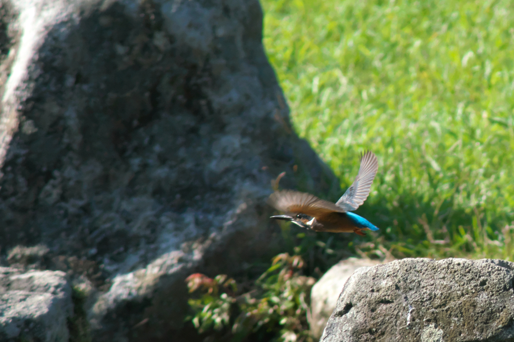 蓮池のカワセミ