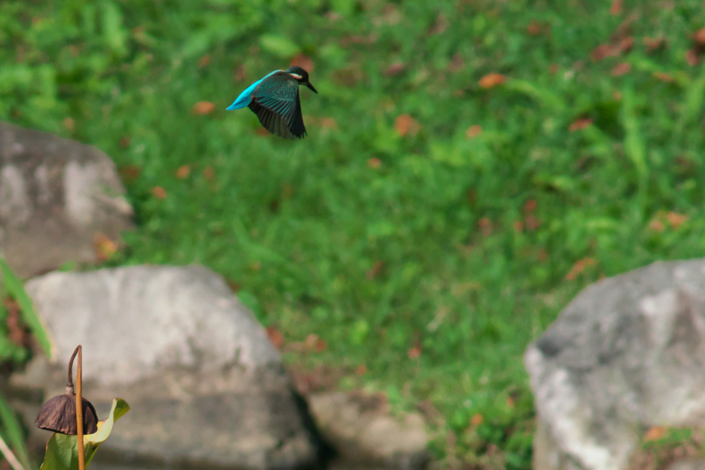 蓮池のカワセミ