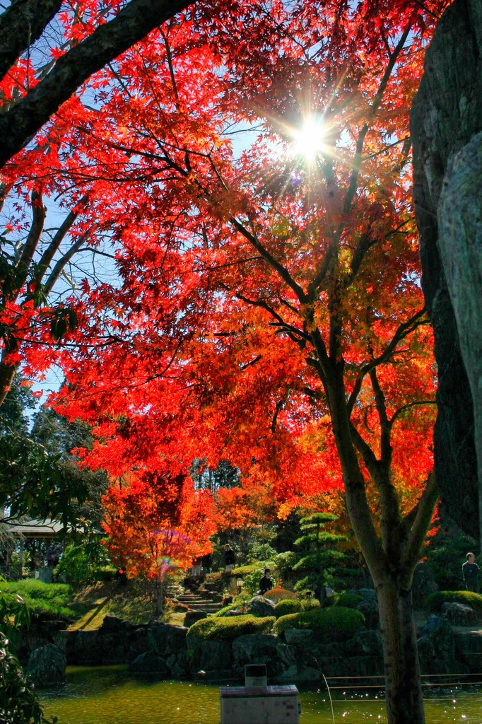 桜山公園、散歩。 - Photomatix in use.