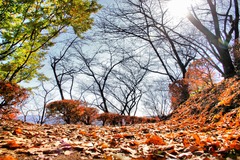 桜山公園、散歩。 - Photomatix in use.