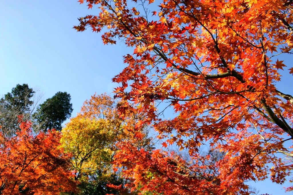 桜山公園、散歩。 - Photomatix in use.