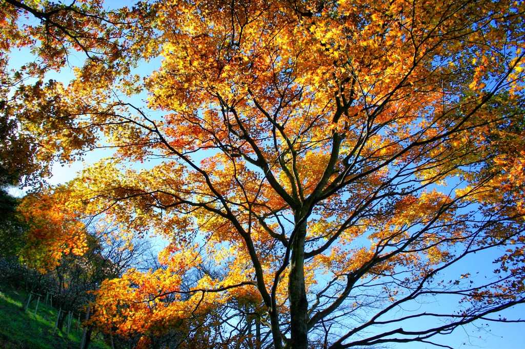 桜山公園、散歩。 - Photomatix in use.