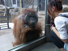 オランウータン君は若いお姉ちゃんがお好き♡