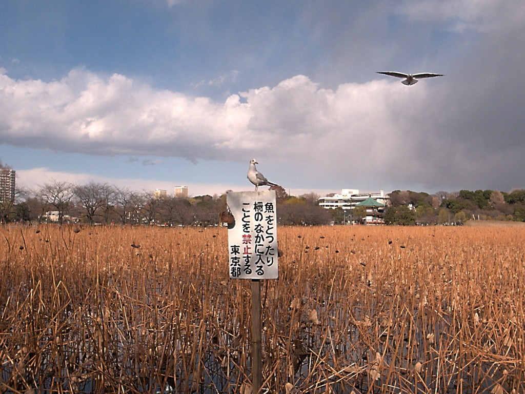 そこの君、看板を見たの？