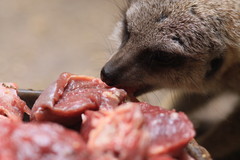 食欲が・・・・・すげぇ～＼(◎o◎)／！