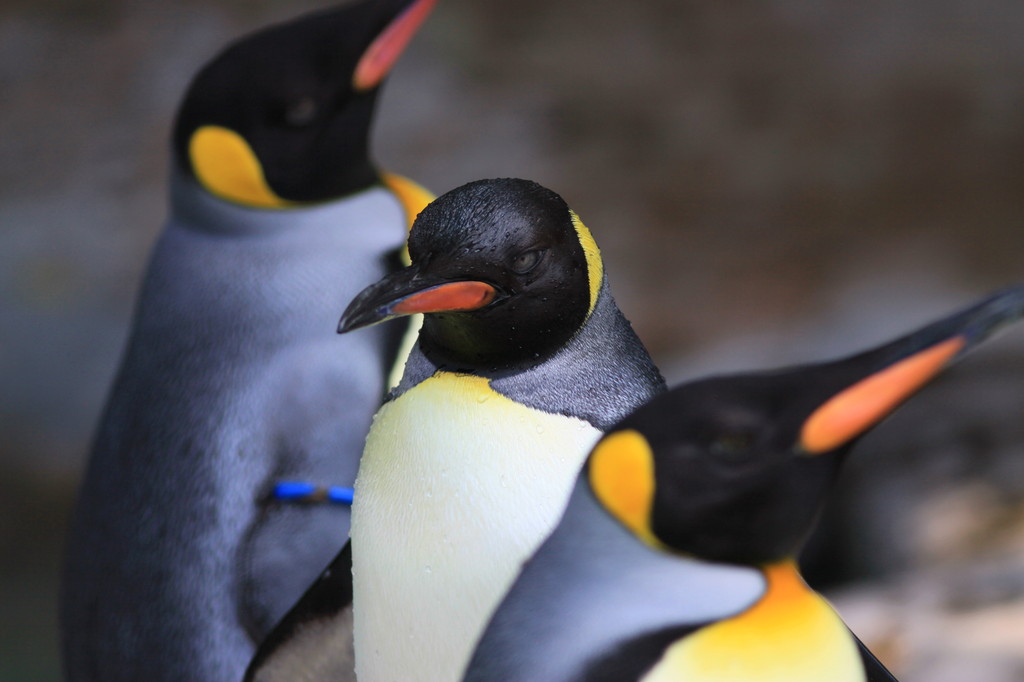 ペンギンさん、怒ってるの？