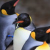 ペンギンさん、怒ってるの？