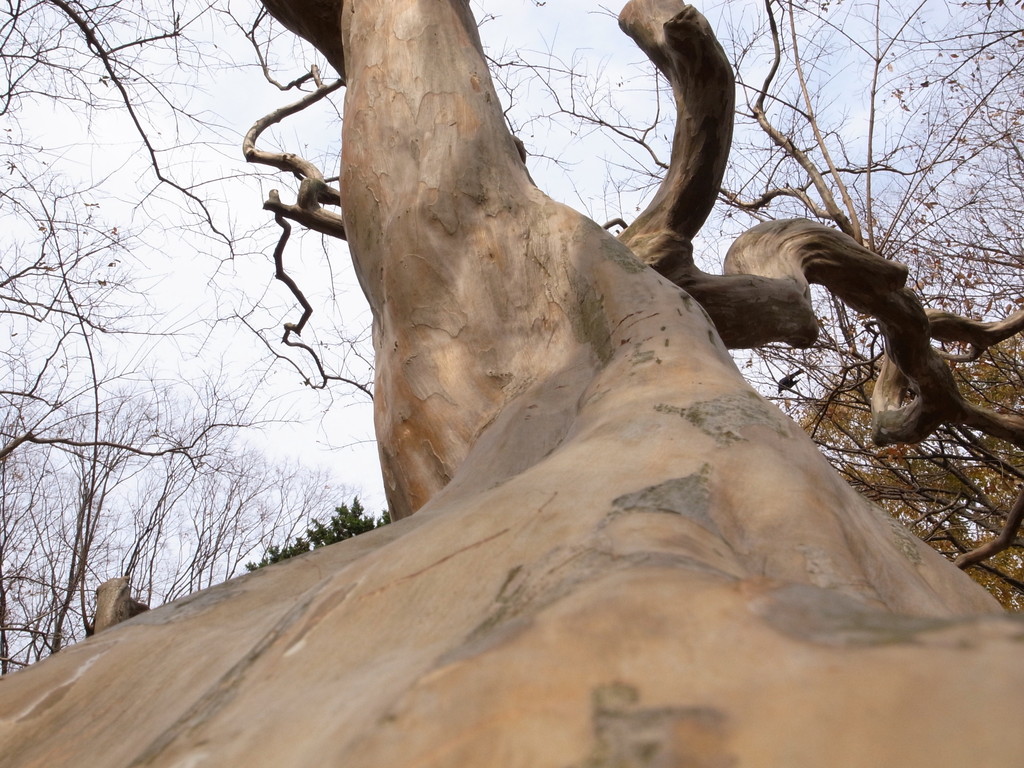 The bark of a tree.