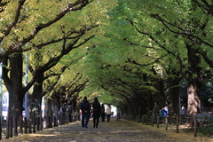 神宮外苑の紅葉だけど・・・これもまだまだかな～