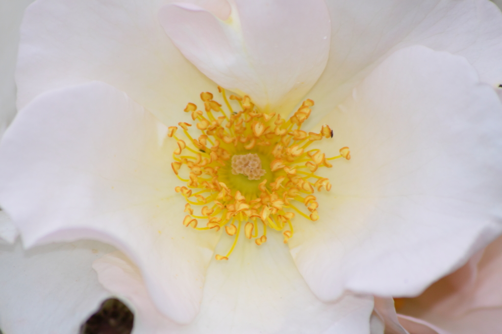 Center of flower flyer